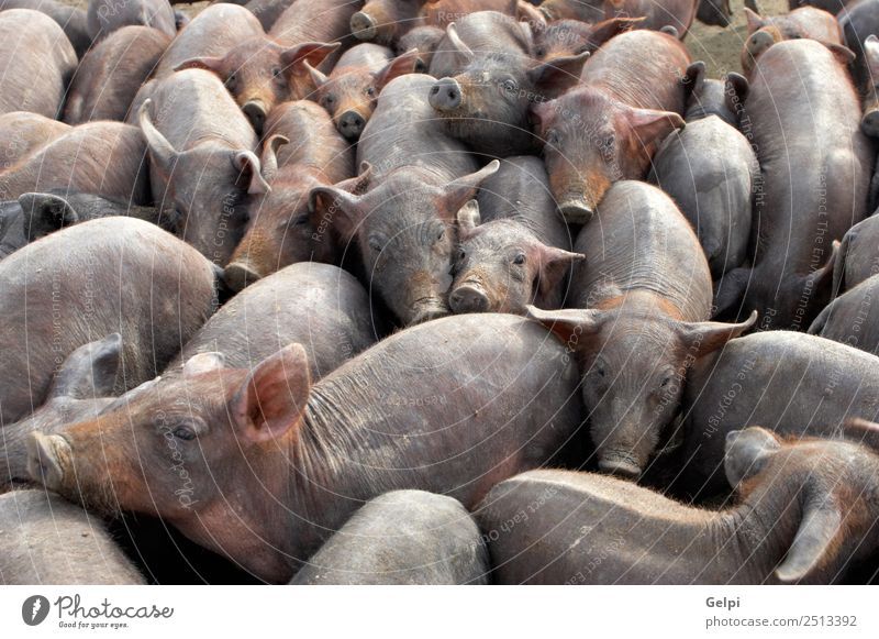 Eine große Gruppe kleiner Schweine in einem Bauernhof Marmelade Baby Menschengruppe Tier Dorf Herde füttern dreckig chaotisch Tiere Speck Scheune Land Gehege