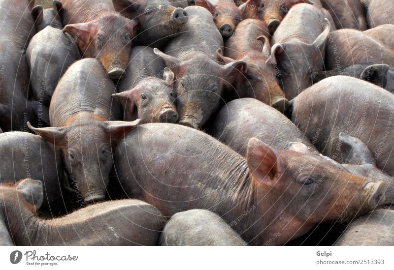 Viele überfüllte Schweine in einem Bauernhof. Fleisch Business Baby Menschengruppe Tier füttern dreckig Zusammensein wild braun Ackerbau Speck Scheune Eber