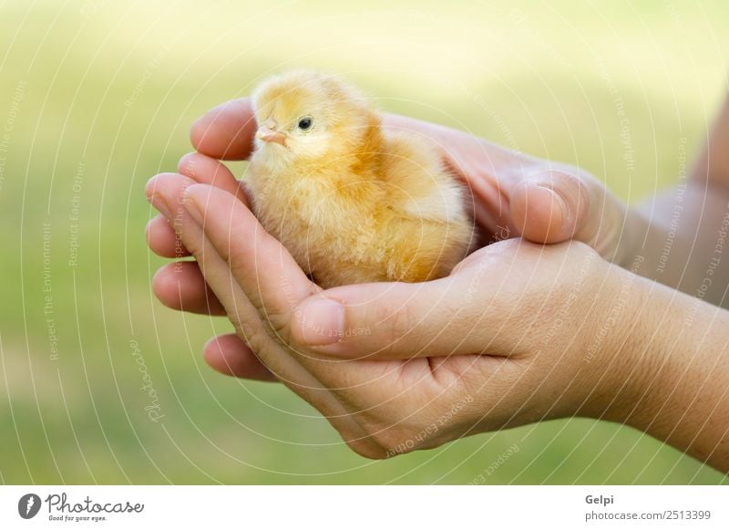 Kleines Huhn Baby Frau Ein Lizenzfreies Stock Foto Von Photocase