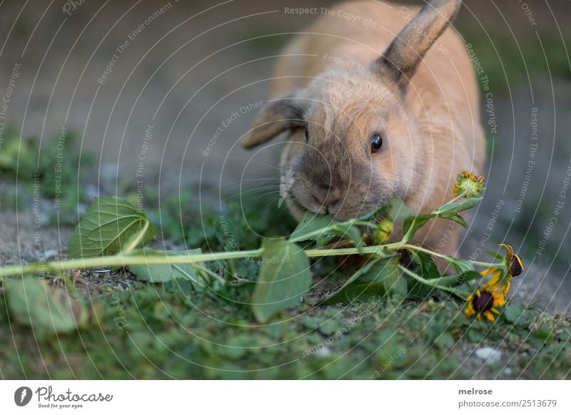Hase beim Fressen von Blüten II Sommer Schönes Wetter Pflanze Gras Garten Haustier Tiergesicht Fell Hasenohren Hase & Kaninchen Zwergkaninchen Nagetiere