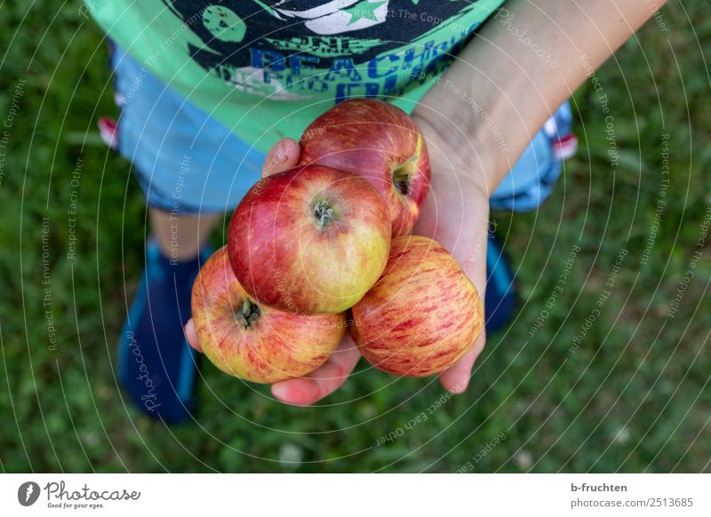 leckere Äpfel Lebensmittel Frucht Apfel Bioprodukte Vegetarische Ernährung Gesunde Ernährung Kind Kindheit Hand Finger Gras Garten Wiese festhalten stehen