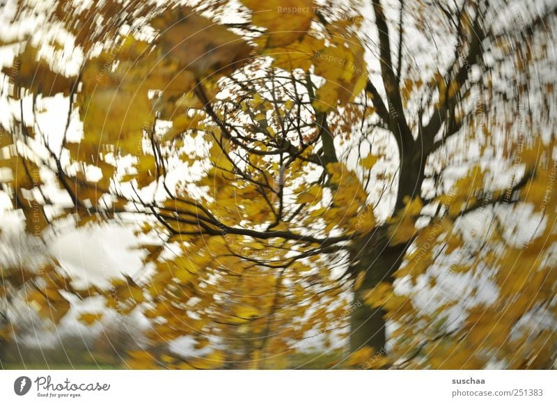 meine welt: verdreht. Umwelt Natur Landschaft Luft Himmel Herbst Klima Klimawandel Wetter Wind Sturm Baum Holz dunkel gelb gold Bewegung Rotation Blätter Äste