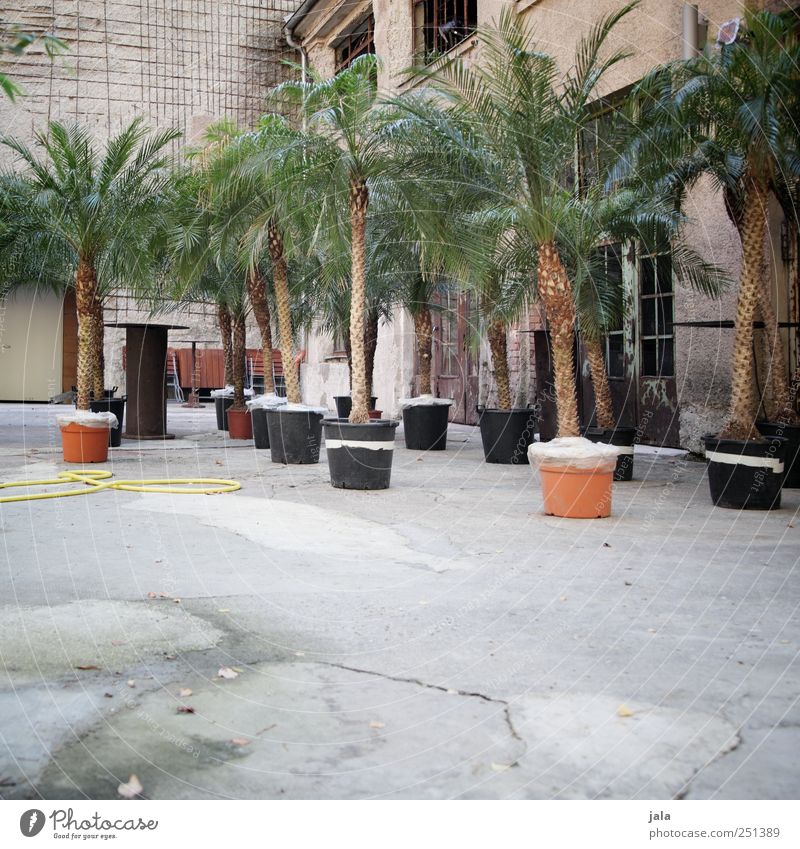 CHAMANSÜLZ | palm springs Pflanze Topfpflanze Haus Fabrik Platz Bauwerk Gebäude Mauer Wand Fassade trist Palme Farbfoto Menschenleer Tag