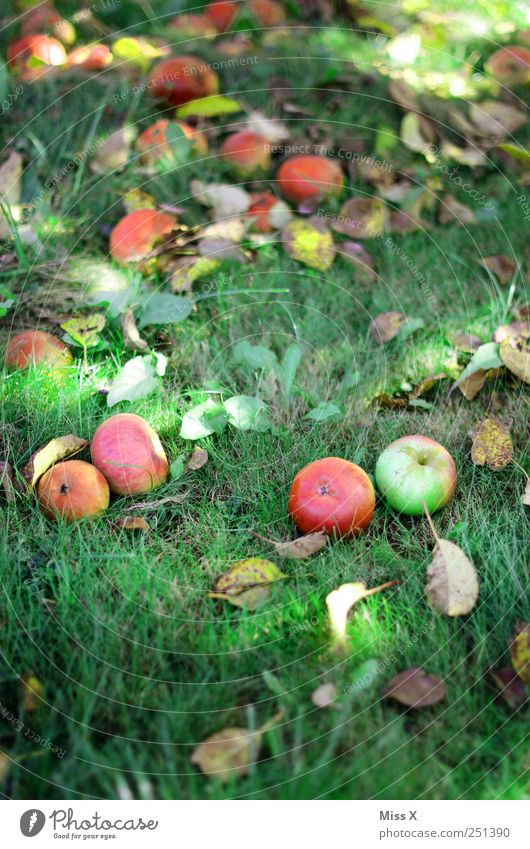 Apfelernte Lebensmittel Bioprodukte Herbst Gras Blatt Wiese fallen lecker rund saftig süß rot Ernte Streuobstwiese Apfelbaum Herbstlaub Farbfoto mehrfarbig