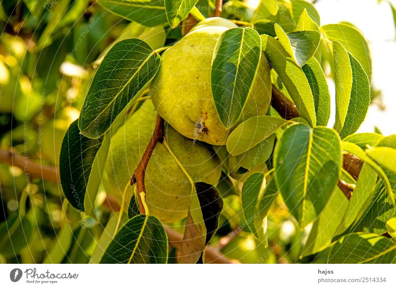 reife Birne am Baum Sommer Gesundheit Birnbaum gelb Obstbaum gesund Ernährung Aussaat Landwirtschaft Vitamin C Farbfoto Außenaufnahme Nahaufnahme Detailaufnahme