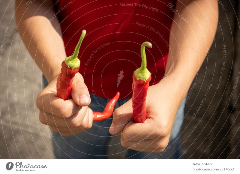 Kind hält zwei Peperoni Lebensmittel Gemüse Bioprodukte Gesunde Ernährung Essen Hand festhalten frisch Gesundheit rot Chili 2 paarweise haltend