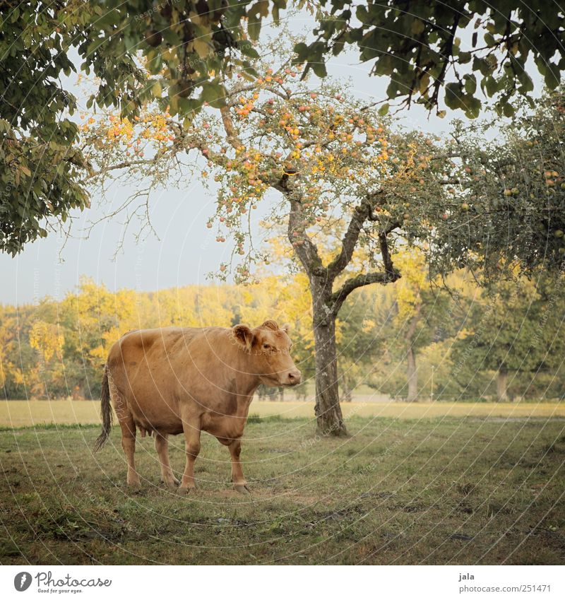 CHAMANSÜLZ | landleben Landwirtschaft Forstwirtschaft Umwelt Natur Landschaft Himmel Herbst Pflanze Baum Sträucher Wiese Tier Nutztier Kuh 1 natürlich blau gold