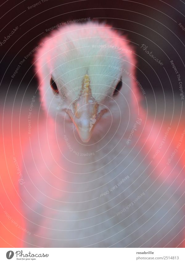Passbild eines frisch geschüpften Kükens Ostern Tier Nutztier Vogel Tierjunges Haushuhn Jungvogel Schnabel Traurigkeit neu Sauberkeit weich gelb rot weiß