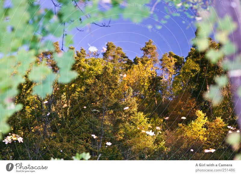 Chamansülz - reflecting Umwelt Natur Pflanze Himmel Wolkenloser Himmel Herbst Wetter Schönes Wetter Baum Blatt Wald Flussufer leuchten ruhig mehrfarbig