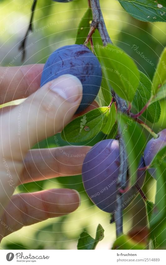 Zwetschgenernte Frucht Bioprodukte Vegetarische Ernährung Gesunde Ernährung Landwirtschaft Forstwirtschaft Mann Erwachsene Hand Finger Sommer Herbst Baum