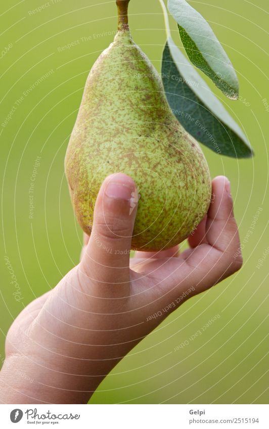 Eine Hand fängt eine köstliche grüne Birne. Frucht Ernährung Diät Sommer Garten Finger Natur Landschaft Herbst Baum Blatt frisch natürlich saftig