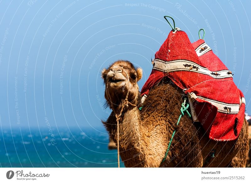 Kamel auf dem Meer Tier Wildtier Farbe Camel Dromedar Atlantik Tiere Wildtiere Marokko Tanger wüst Sahara Säugetier Afrika Tiere Afrikas horizontal Farbfoto