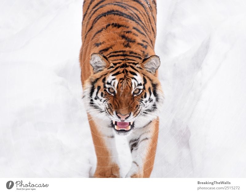 Nahaufnahme eines jungen sibirischen Tigers im weißen Schnee Natur Tier Winter Wetter Wildtier Katze Tiergesicht Zoo 1 beobachten frisch wild amur Schnauze