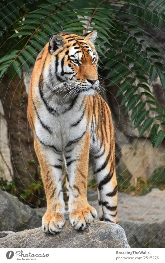 Nahaufnahme des Vorderbilds des jungen sibirischen Tigers in voller Länge Natur Tier Sommer Felsen Wildtier Katze Zoo 1 beobachten stehen niedlich wild