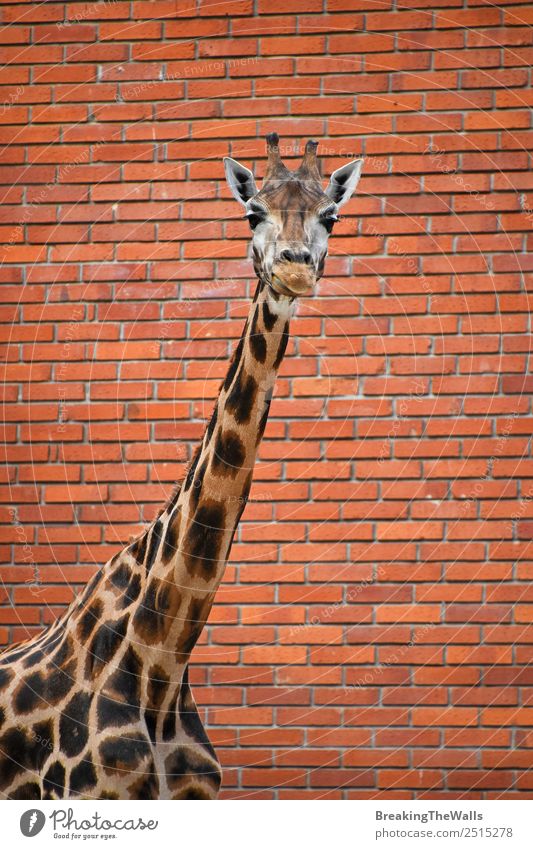 Nahaufnahme des Vorderbilds einer Giraffe über der roten Ziegelwand Natur Tier Wildtier Tiergesicht Zoo 1 lang wild Hintergrund Tierwelt Säugetier Wand