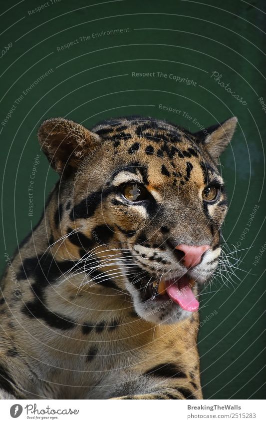Nahaufnahme Frontporträt eines jungen, getrübten Leoparden Natur Tier Wildtier Katze Tiergesicht Zoo 1 wild Schnauze Lebewesen asiatisch Tierwelt Neofelis