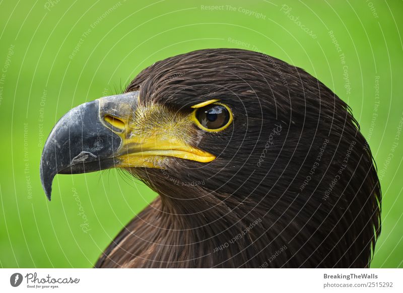 Nahaufnahme des Profilporträts eines Steinadlers auf Grün Natur Tier Gras Wildtier Vogel Tiergesicht Zoo 1 beobachten dunkel wild braun grün Wachsamkeit Adler