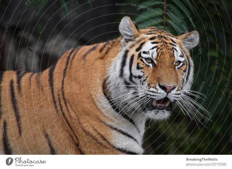 Nahaufnahme eines jungen sibirischen Tigers schön Natur Tier Baum Wald Wildtier Katze Tiergesicht Zoo 1 wild grün Wachsamkeit altaica Schnauze Tierwelt Raubtier