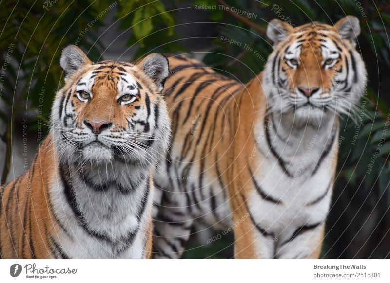 Nahaufnahme von zwei sibirischen Tigern, die in die Kamera schauen. Natur Tier Sommer Wald Wildtier Katze Tiergesicht Zoo 2 wild grün Panthera Tigris altaica