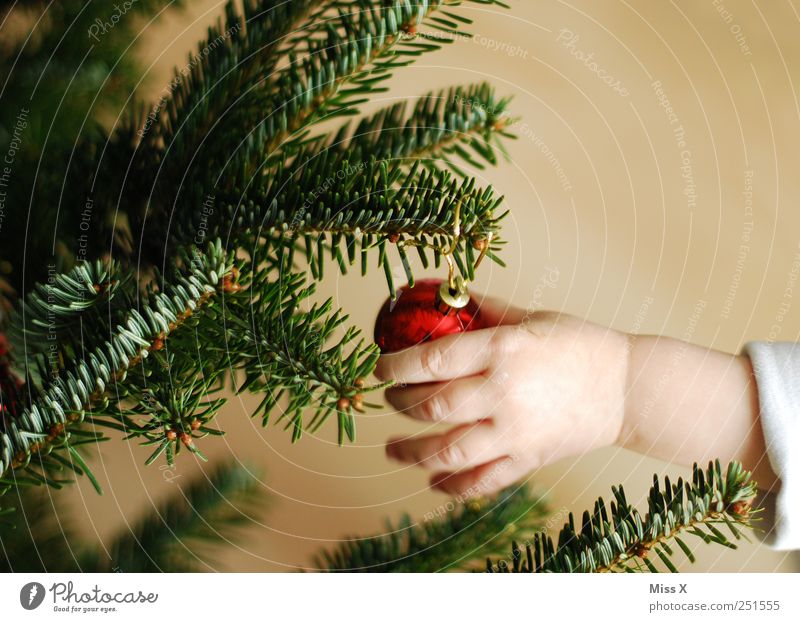 Vorfreude Kind Kleinkind 1-3 Jahre glänzend rot Finger Tannennadel Weihnachtsbaum Weihnachtsdekoration Dekoration & Verzierung Ast Zweig Christbaumkugel