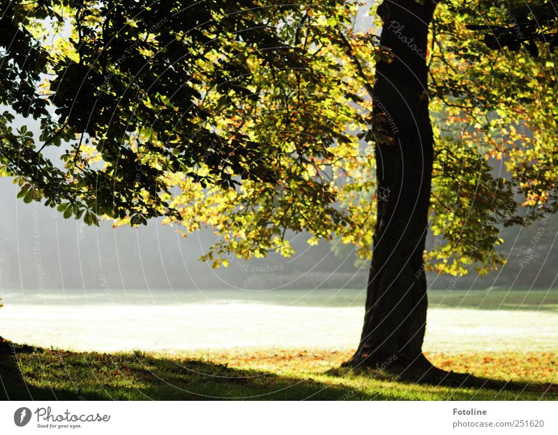 Schloßpark Umwelt Natur Landschaft Pflanze Herbst Schönes Wetter Nebel Baum Gras Garten Park Wiese hell natürlich Kastanienbaum Farbfoto mehrfarbig