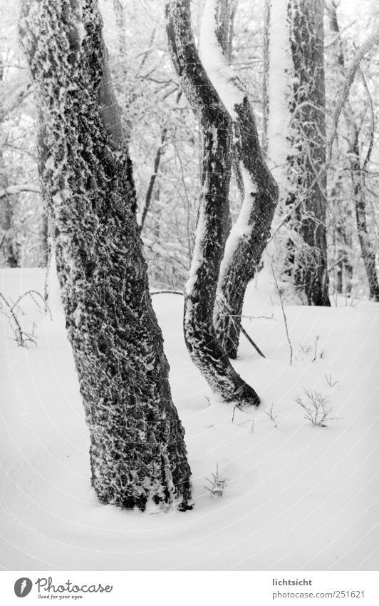 Eiszeit Natur Landschaft Winter Klima Wetter Frost Schnee Baum Wald kalt gefroren Baumstamm Raureif Wetterumschwung Geäst Tiefschnee Schwarzweißfoto