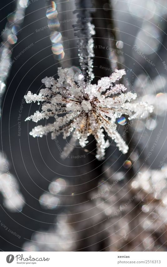 Makroaufnahme: Eisblume in gedeckten Farben im Gegenlicht Blume Winter Frost Pflanze frieren kalt braun weiß gefroren Gedeckte Farben Außenaufnahme Nahaufnahme