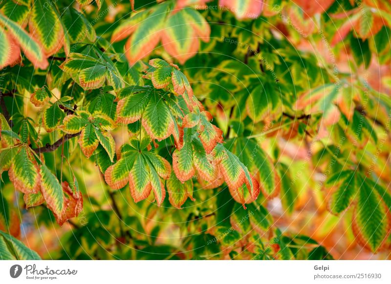Die Blätter im Herbst werden gelb. schön Sonne Garten Umwelt Natur Landschaft Pflanze Baum Blatt Park Wald hell natürlich braun gold grün rot Farbe Jahreszeiten