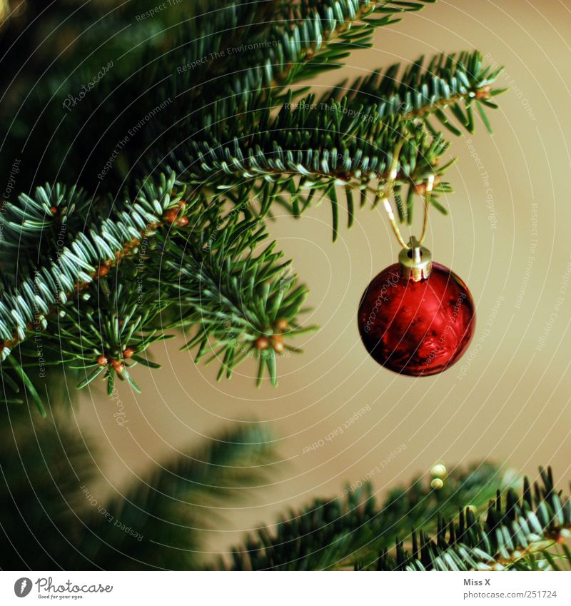 eine Kleine glänzend rund rot Christbaumkugel Tannenzweig Weihnachtsbaum Weihnachtsdekoration Dekoration & Verzierung Tannennadel gold Farbfoto mehrfarbig