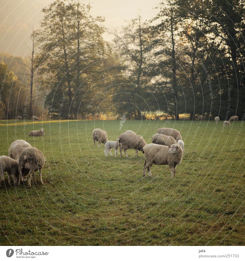 CHAMANSÜLZ | schäfchen auf der weide II Umwelt Natur Landschaft Pflanze Tier Himmel Herbst Baum Gras Sträucher Wiese Nutztier Schaf Tiergruppe Herde natürlich