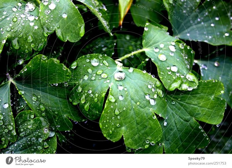 Raindrops Pflanze Wassertropfen Wetter Regen Blatt Grünpflanze nass grün Farbfoto Außenaufnahme Nahaufnahme Menschenleer Reflexion & Spiegelung