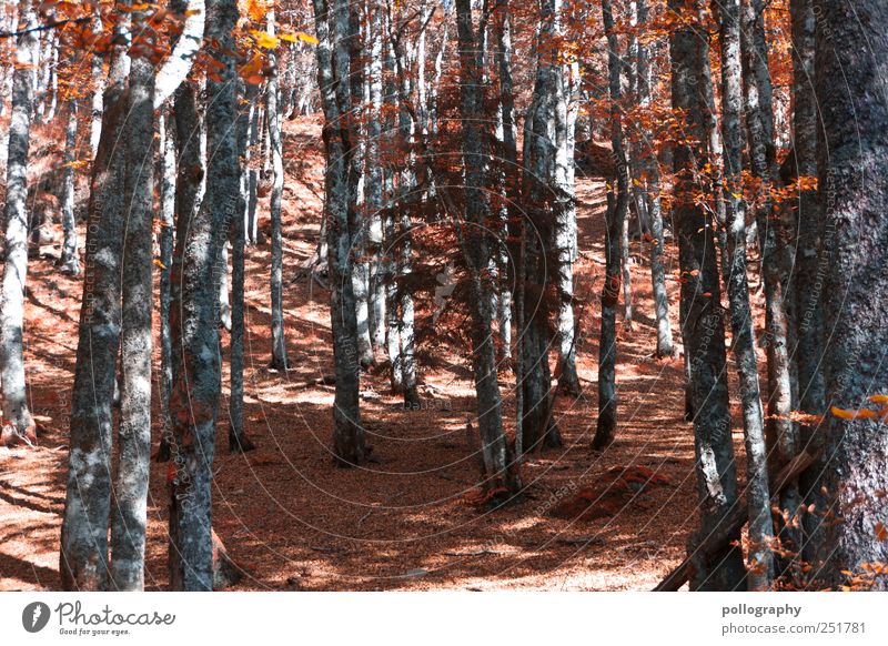 "Zeit"-Umstellung Umwelt Natur Landschaft Erde Herbst Baum Blatt Wald Hügel Holz Leben Ausdauer standhaft Erschöpfung Beginn Verfall Vergänglichkeit
