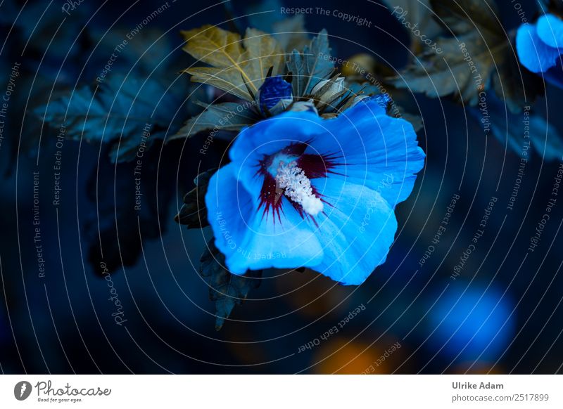 Blauer Hibiskus (Hibiscus) Tee elegant Design Alternativmedizin Dekoration & Verzierung Tapete Trauerkarte Trauerfeier Beerdigung Natur Pflanze Sommer Herbst