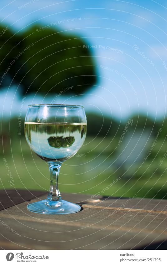 Ehrlich und lebensnah ... Schönes Wetter genießen Glas Weinglas Weißwein voll Garten Terrasse Freizeit & Hobby Wochenende Erholung Reflexion & Spiegelung