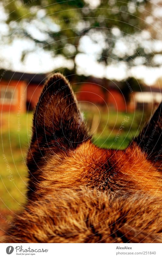 Plüsch auf der Pirsch Umwelt Landschaft Pflanze Tier Himmel Baum Gras Garten Reiterhof Haustier Hund Deutscher Schäferhund 1 Stein beobachten Jagd listig braun