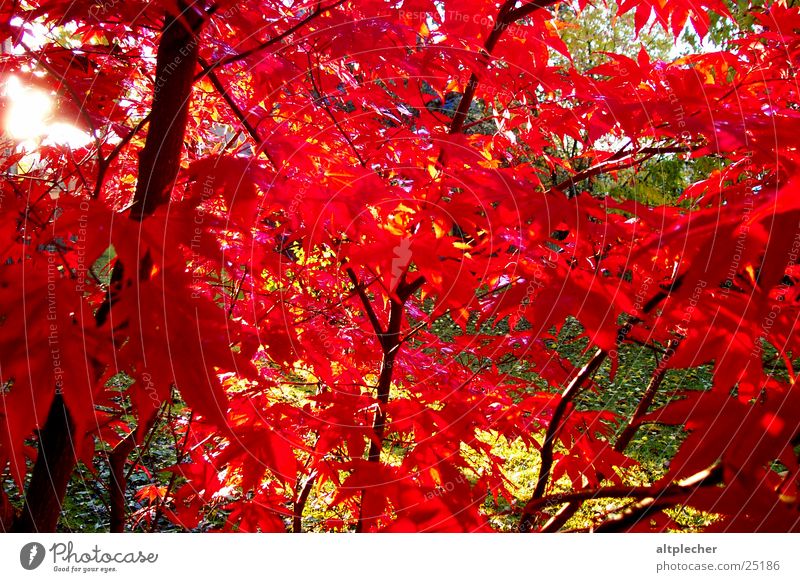Rotahorn Baum Ahorn rot Gegenlicht Natur Garten
