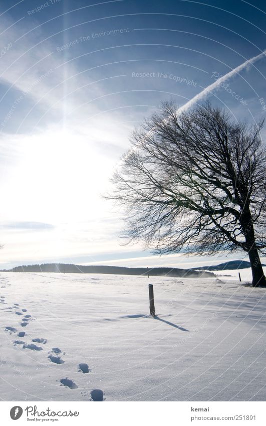 Spuren im Schnee Umwelt Natur Landschaft Pflanze Himmel Wolken Sonne Sonnenlicht Winter Schönes Wetter Eis Frost Baum Buche Hügel hell kalt blau weiß