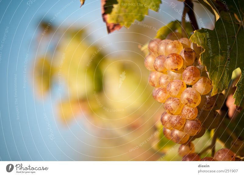 Spätlese [1] Alkohol Sekt Prosecco Champagner Weinlese Landwirtschaft Forstwirtschaft Himmel Wolkenloser Himmel Herbst Schönes Wetter Pflanze Blatt Nutzpflanze