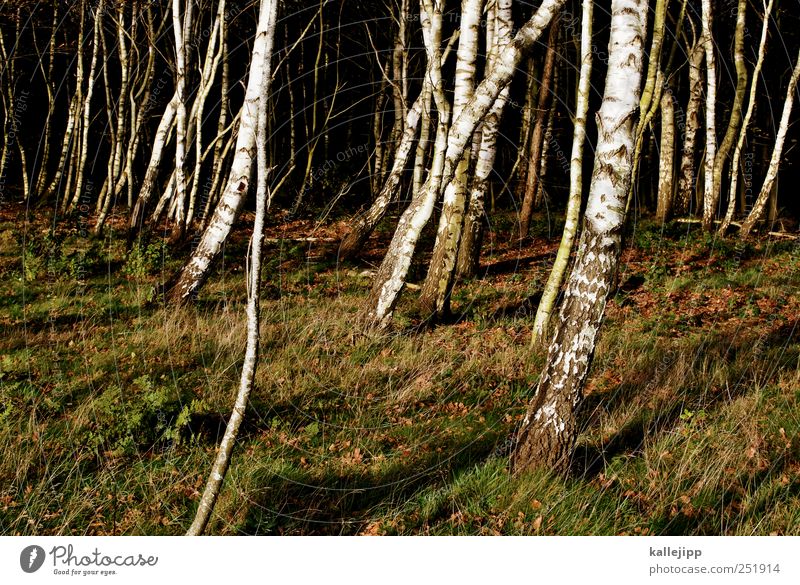 westwinde Umwelt Natur Landschaft Pflanze Tier Erde Klima Baum Gras Sträucher Moos Blatt Grünpflanze Wald nachhaltig Kontrast Farbfoto Außenaufnahme Licht