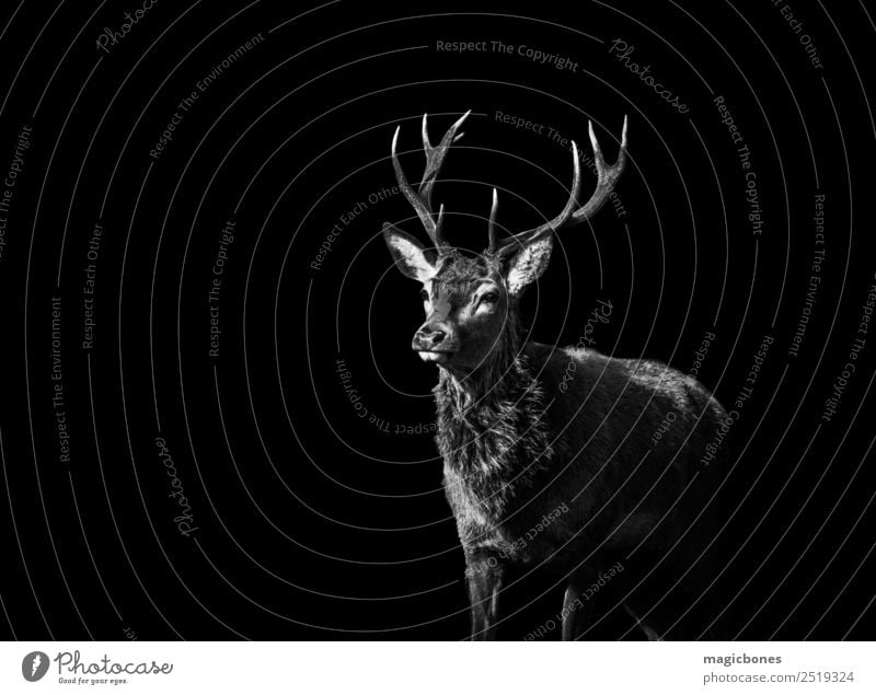 Ein wilder Rothirsch, Cervus elaphus, isoliert auf schwarzem Hintergrund Hirsch Bleßwild Hirsche Horn schwarz auf weiß vereinzelt wilde Hirsche richmond park