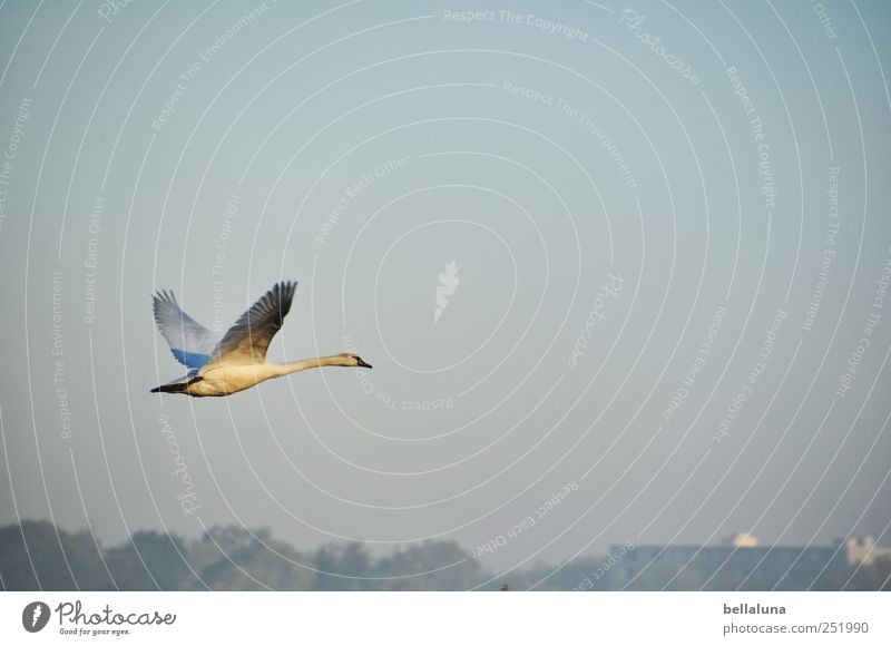 Der Sonne entgegen. Umwelt Natur Landschaft Himmel Wolkenloser Himmel Schönes Wetter Nebel Tier Wildtier Vogel Schwan Flügel 1 fliegen elegant fantastisch frei