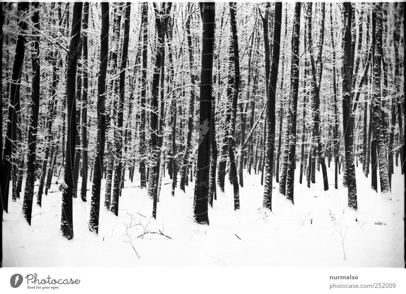 kontrast im winter Kunst Natur Pflanze Tier Winter Klimawandel Eis Frost Schnee Baum Wald frieren glänzend träumen ästhetisch dunkel trashig trist Stimmung