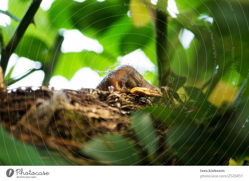 Blackbird chick in a hidden nest Leben Sommer Natur Frühling Pflanze Baum Rose Garten Tier Vogel 1 Tierjunges füttern schreien gelb Fürsorge Nest blackbird