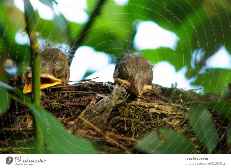 Two Blackbird chicks in a hidden nest Leben Sommer Natur Pflanze Rose Tier Vogel 2 Tierjunges füttern braun gelb grün Fürsorge Nest blackbird hungry wild