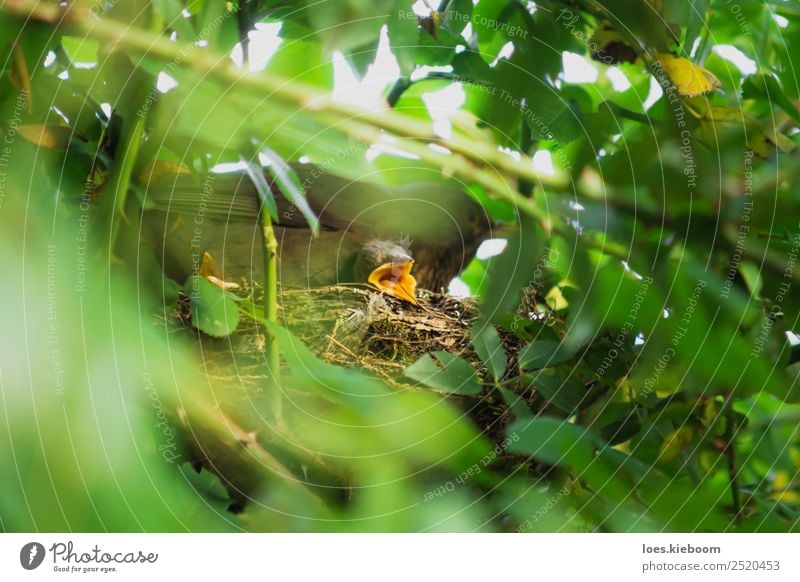 Two Blackbird chicks in a hidden nest with mother on top Leben Sommer Baby Familie & Verwandtschaft Natur Tier Vogel 3 Tierjunges Tierfamilie füttern braun gelb
