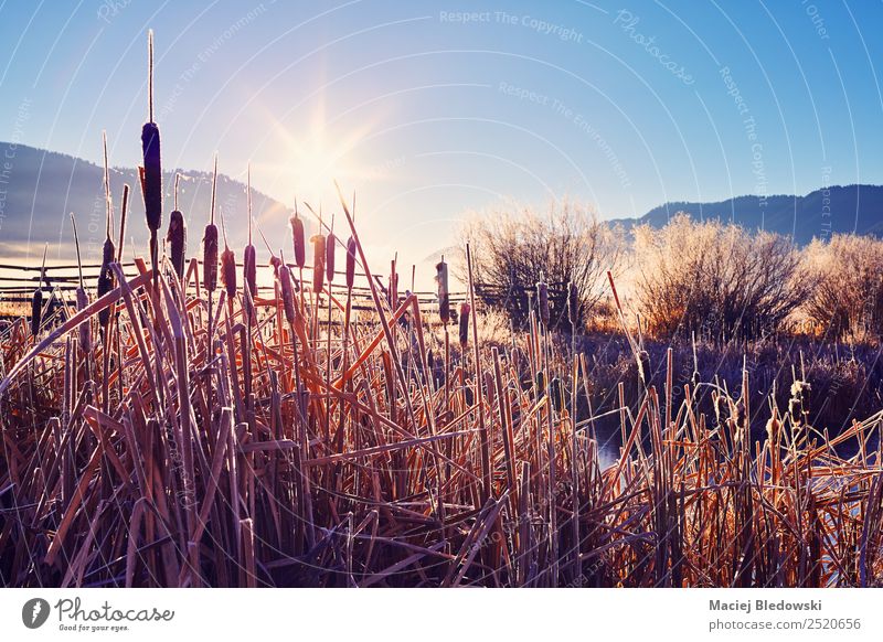 Frostiger Sonnenaufgang im Grand Teton Nationalpark, USA. schön Ferien & Urlaub & Reisen Ausflug Abenteuer Expedition Camping Natur Landschaft Herbst