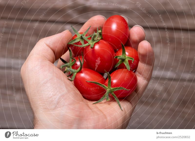 Datteltomaten Gemüse Bioprodukte Vegetarische Ernährung Gesunde Ernährung Mann Erwachsene Arme Finger festhalten frisch Gesundheit rot Tomate datteltomate