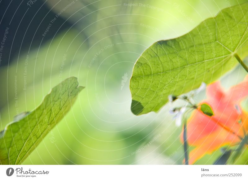 begegnung Umwelt Pflanze Blatt Blüte Garten berühren Blühend grün Kapuzinerkresse Farbfoto Außenaufnahme Textfreiraum oben Tag Kontrast Schwache Tiefenschärfe