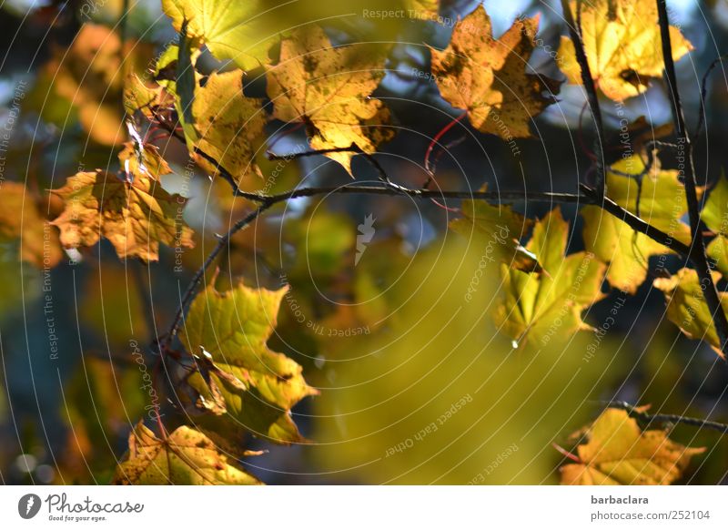 Autumn Leaves Herbst Baum Blatt Herbstlaub hängen leuchten viele blau braun gelb gold grün Farbe Stimmung Farbfoto Außenaufnahme Menschenleer Tag Licht