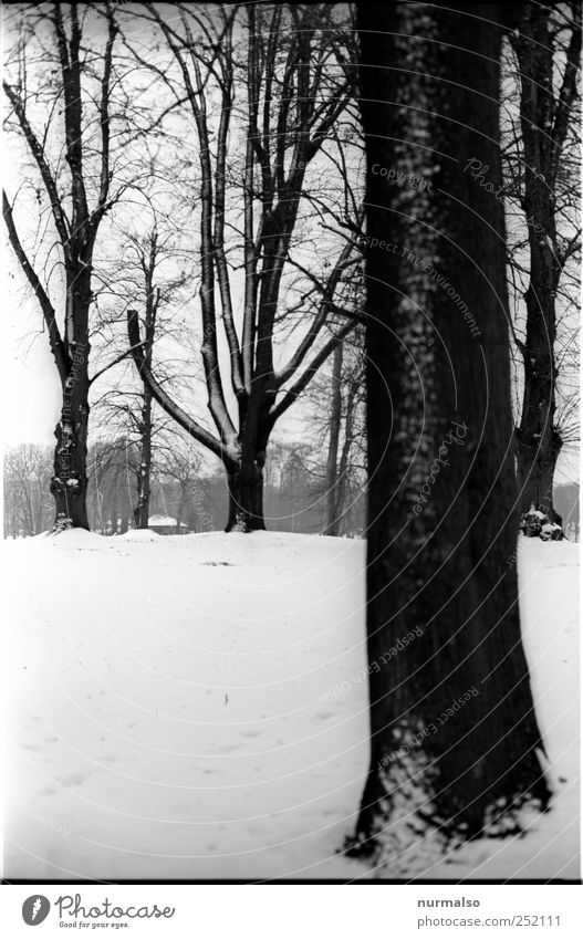 Kontrast im Park Freizeit & Hobby Kunst Umwelt Natur Landschaft Pflanze Tier Winter Klimawandel Eis Frost Schnee Baum frieren warten alt ästhetisch dunkel kalt